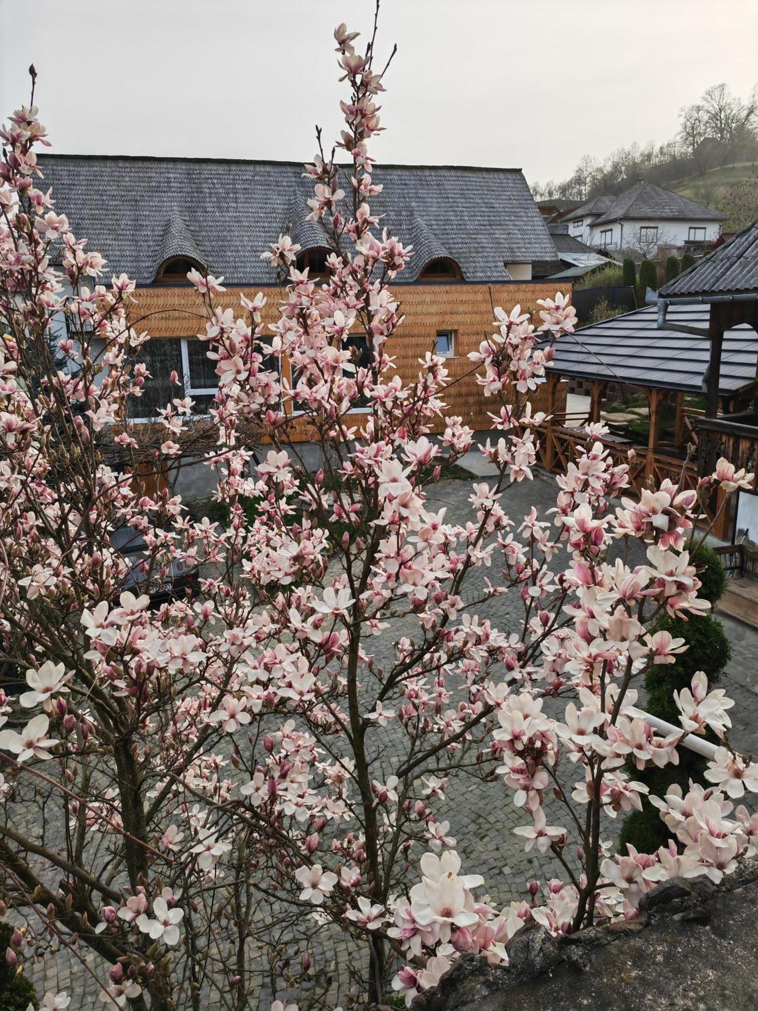 波耶尼莱伊泽 Casa Cu Magnolii酒店 外观 照片